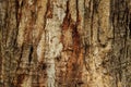 Natural wooden background, texture of tree bark Royalty Free Stock Photo