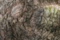 Natural wooden background of textured bark tree.