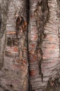 Textured relief brown-red tree trunk as background.