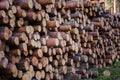 Natural wooden logs cut and stacked in pile, felled by the logging timber industry. Pile of felled pine trees in the forest