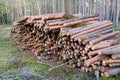 Natural wooden logs cut and stacked in pile, felled by the logging timber industry. Trunks of felled trees are prepared for