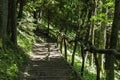 Natural Wooden Stairs Complimented by Gravel Among the Trees