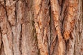 Natural wooden texture background. Closeup macro of old aged tree bark. Abstract oak tree nature backdrop, wallpaper. Unusual Royalty Free Stock Photo