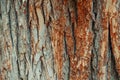 Natural wooden texture background. Closeup macro of old aged tree bark. Abstract oak tree nature backdrop, wallpaper. Unusual Royalty Free Stock Photo