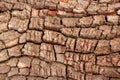 Natural wooden texture background. Closeup macro of old aged tree bark. Abstract oak tree nature backdrop, wallpaper. Unusual Royalty Free Stock Photo