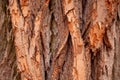 Natural wooden texture background. Closeup macro of old aged tree bark. Abstract oak tree nature backdrop, wallpaper. Unusual Royalty Free Stock Photo