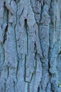 wooden texture from a pattern of gray blue oak tree bark Royalty Free Stock Photo