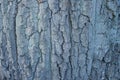 wooden texture from a pattern of gray oak tree bark Royalty Free Stock Photo