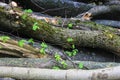 Natural wooden texture