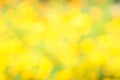 Natural yellow blurred background. Abstract blurred nature lights background Royalty Free Stock Photo