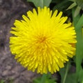 Natural yellow color blooming dandelion sunny flower beautiful