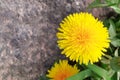Natural yellow color blooming dandelion sunny flower beautiful