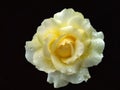 Yellow rose flower isolated in black background. Natural beautiful flower with real raindrops. Royalty Free Stock Photo