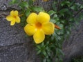 Natural Yellow Flower Of Sri Lanka Royalty Free Stock Photo