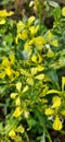 Natural yellow flowers.With green leaf.