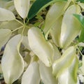 Natural yellow and green colour mixed plant branches background srilanka