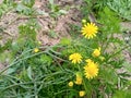 Natural yellow herb flowers as sunflower