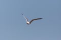 Yellow-legged gull larus michahellis in flight, blue sky, spread wings Royalty Free Stock Photo