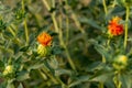 Natural yellow red green color plants called Safflower flower