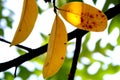 Yellow soursop leaf texture