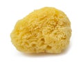 Natural yellow sponge