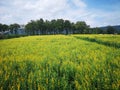 The Natural Yellow Sunn Hemp Field Crop Royalty Free Stock Photo