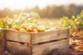 Young potato on potato field on blurred farm landscape background