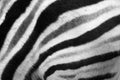 Natural zebra fur texture Royalty Free Stock Photo