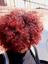 Naturalhair RacyWine fieryred caivil dye curls big hair