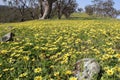 Naturalised Daisys - Victoria's Goldfields Royalty Free Stock Photo