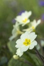 Naturalised Yellow Primula Primroses Royalty Free Stock Photo