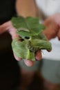 Naturalist Holds Monarch Butterfly Caterpillar