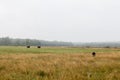 Naturalist photographer hidden in the grass with telephoto lens Royalty Free Stock Photo