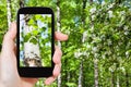 Naturalist photographs leaves of birch trees