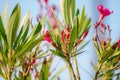 Naturalistic background with seasonal plants with green leaves and red flowers, nature gives us fabulous images.