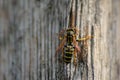 Naturalistic background. wasp resting on a wooden beam. particular.