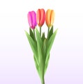 Naturalistic 3D view of bouquet of blossoming tulips on white background. Vector Illustration
