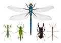 Naturalistic insects presentation board seen from above Royalty Free Stock Photo