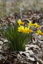 Spring Blooming Naturalized Yellow and Gold Daffodils