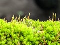 Naturall green moss