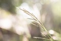 naturally beautiful background with effectively blurred grasses