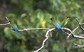 Blue-tailed Bee-eater birds at birds sanctuary, Kerala, India