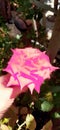 Naturally beautiful pink rose peace Harmony Royalty Free Stock Photo