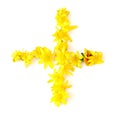 naturally bright shiny freshly yellow flower green leaves addition plus cross math sign +