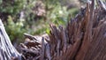Naturally Broken Tree Trunk In Australian Wilderness Splinters