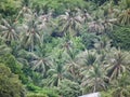 Naturally coconut palms tree island lifestyle Royalty Free Stock Photo