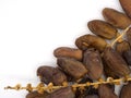 Naturally dried branch dates on white background