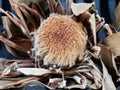 Dried Protea Flower, Silky Details