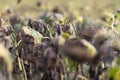 Naturally dried sunflowers in a field. Selective focus Royalty Free Stock Photo