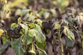 Naturally dried sunflowers in a field. Selective focus Royalty Free Stock Photo
